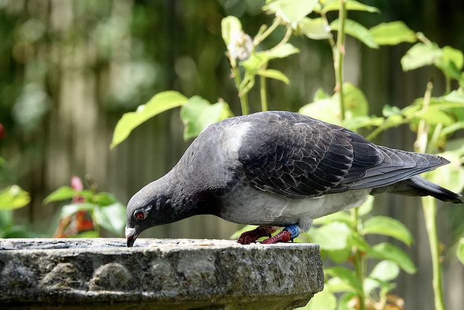 racing pigeon
